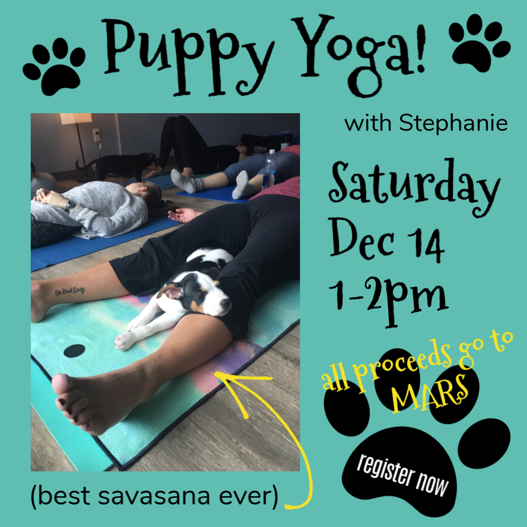 Why We Host Puppy Yoga for MARS The Yoga Center Retreat